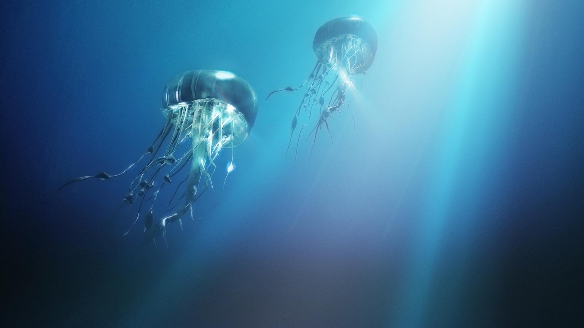 动物 水下 游泳 海洋
