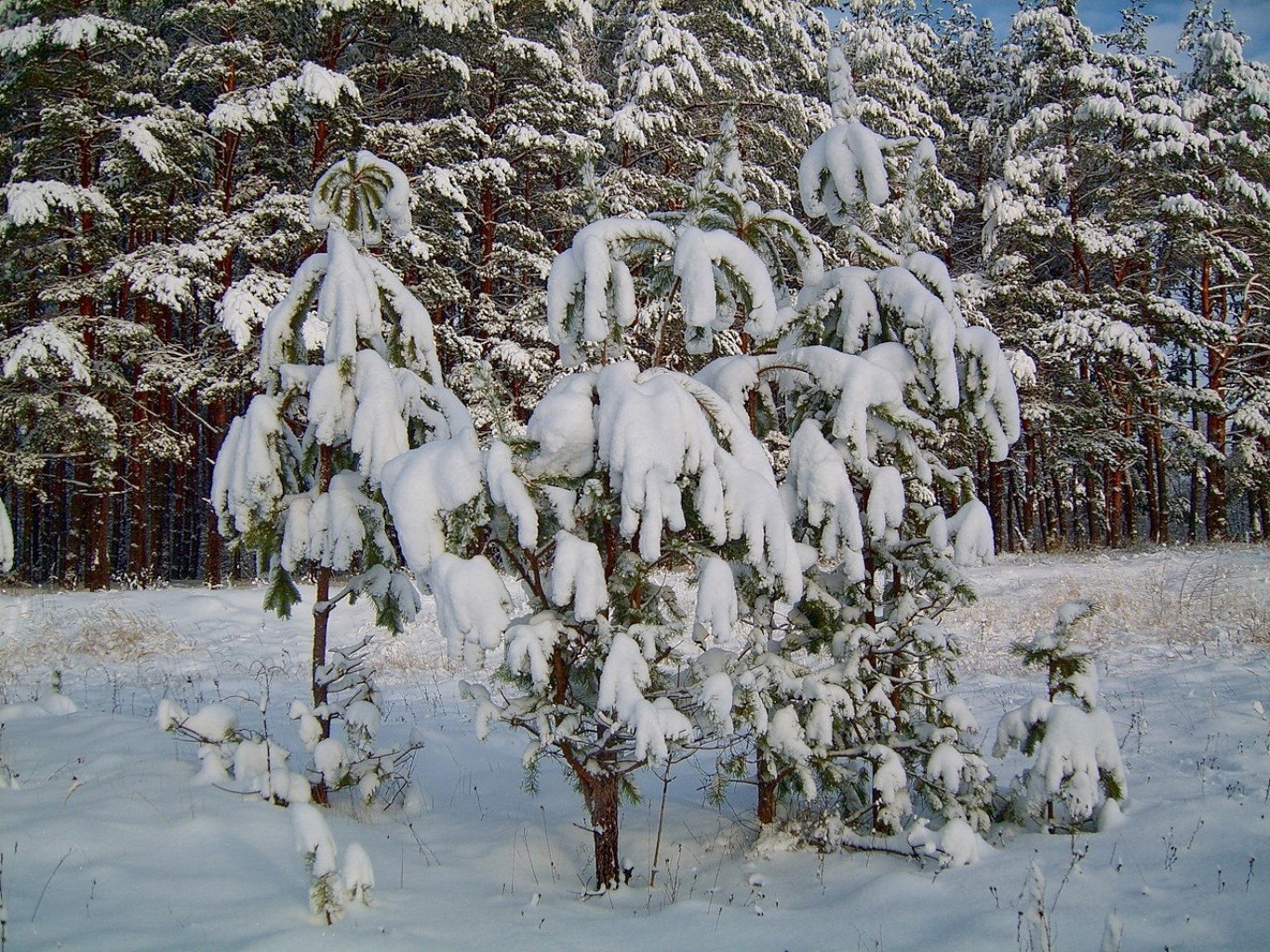 冬天 雪 天气 寒冷 霜冻 季节 木材 木材 景观 自然 冰冻 户外 冰 雪白 树枝 场景 霜冻 暴风雪 风景如画