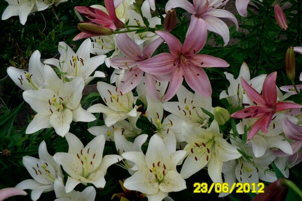 夏季花束，百合花。 白日做梦