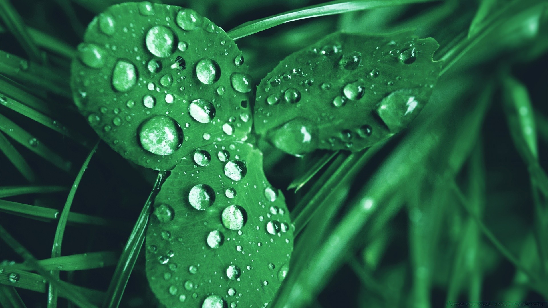 微距摄影 雨 露 秋天 湿 叶 水 植物群 滴 新鲜 自然 纯度 生长 介质 液体 清洁