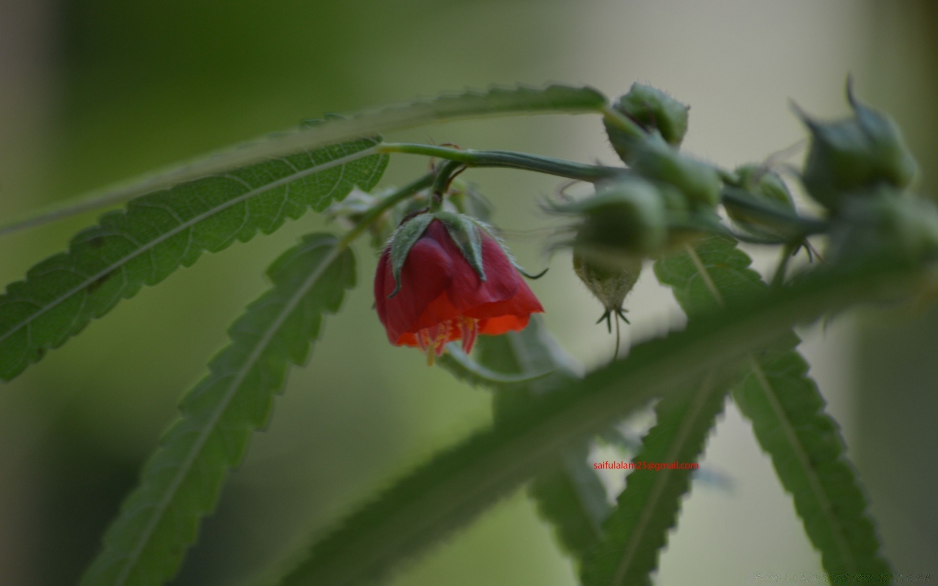 微距摄影 叶 自然 花 植物 花园 户外 果壳 特写 颜色