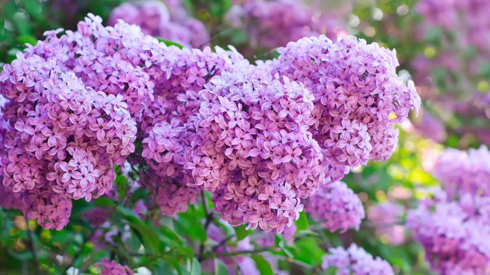 花 植物 自然 花园 灌木 开花 夏天 叶 薰衣草 花卉 增长 颜色 季节 花瓣 明亮 分支 树 植物 户外
