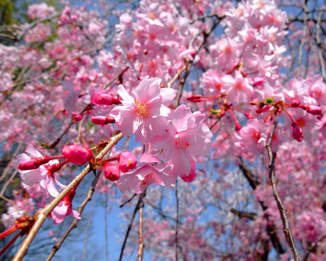 樱桃 花 树枝 树 植物 自然 季节 开花 花园 生长 花瓣 叶子 春天 伙伴 户外 公园 颜色 明亮 花卉