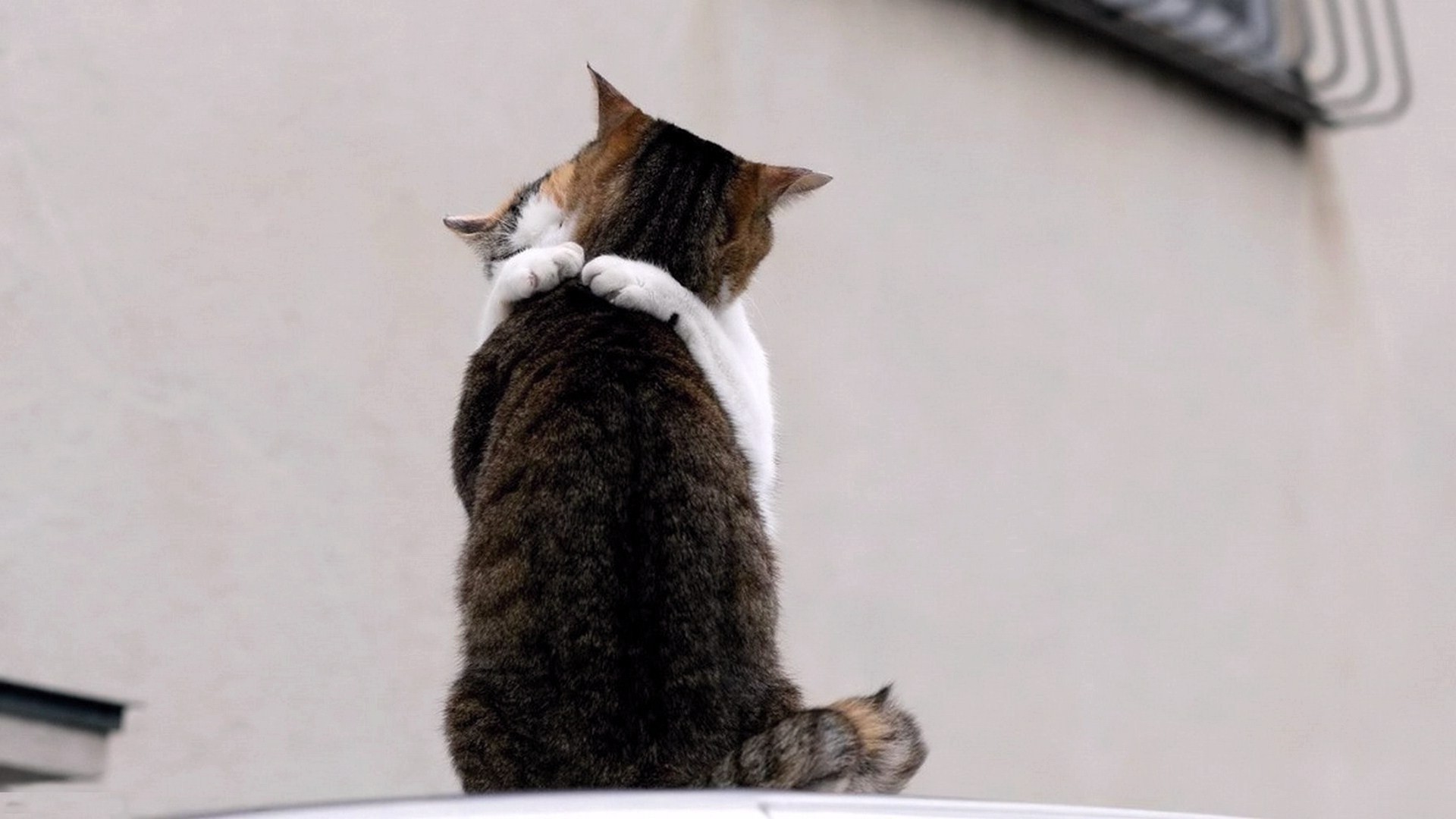 猫 哺乳动物 可爱 动物 小猫 宠物 一个 国内 毛皮