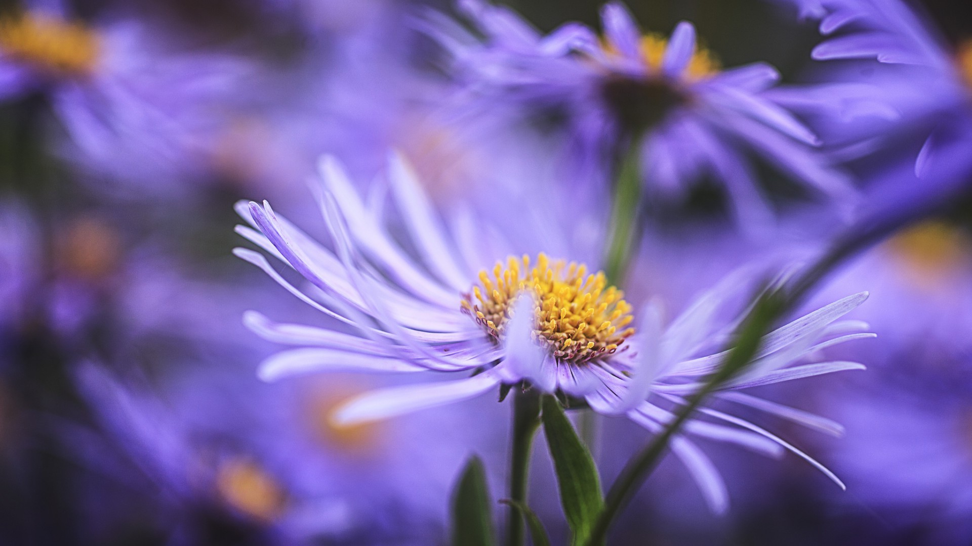 自然 花 植物群 夏天 花园 花卉 花瓣 明亮 叶 颜色 盛开 特写 美丽 户外 温柔