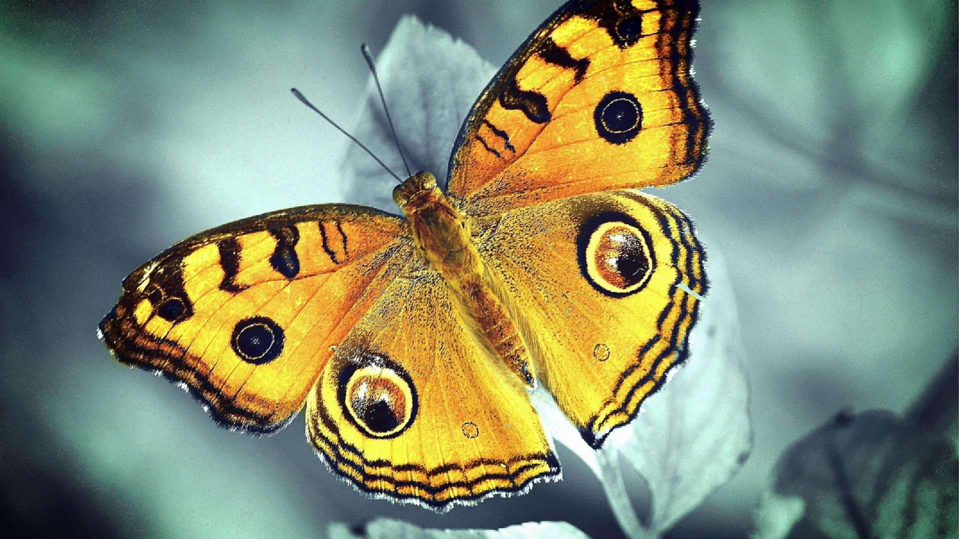 蝴蝶 昆虫 自然 无脊椎动物 野生动物 动物 翅膀 君主 户外 鳞翅目 蛾 颜色 夏天 生物学 花园 野生 苍蝇 美丽