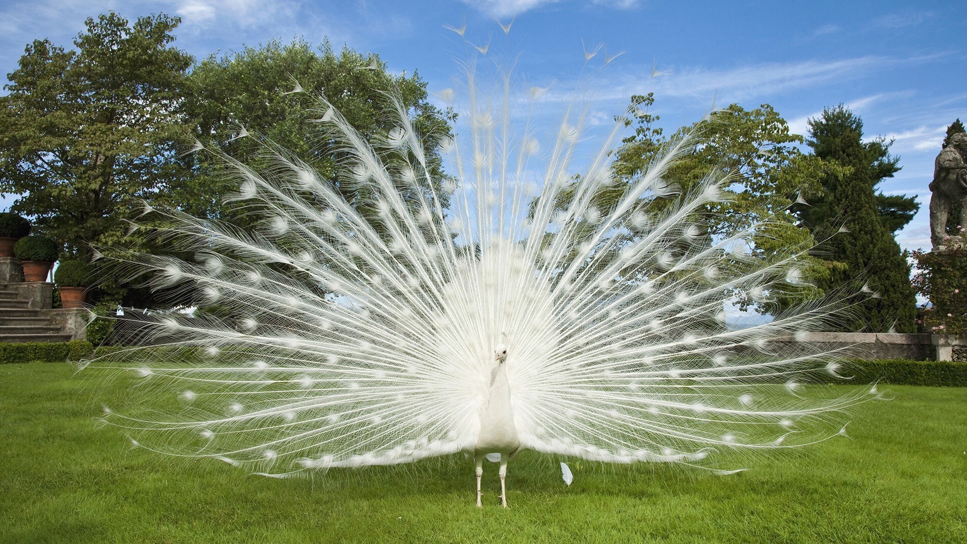 自然 草地 公园 户外 美丽 夏天 花园 明亮 天空 植物区系 草坪