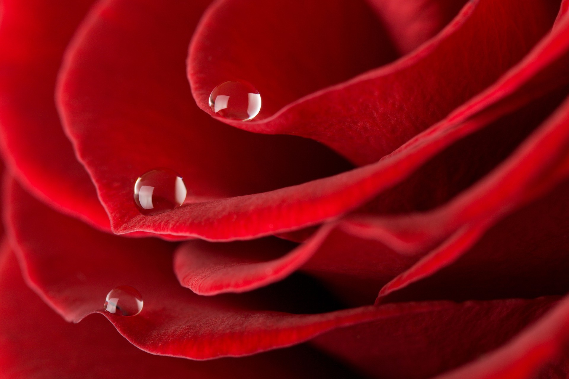 玫瑰 爱情 浪漫 花 花瓣 浪漫 盛开 温柔 周年 植物 自然 植物 礼物 美丽 花园 颜色 爱 露 花