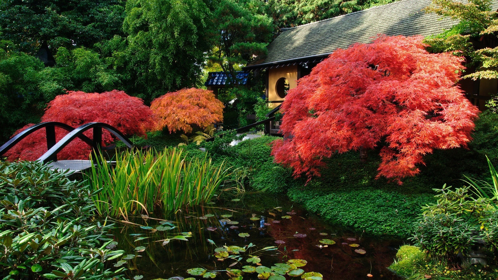 叶 花园 树 秋天 公园 木材 自然 户外 花卉 景观 季节