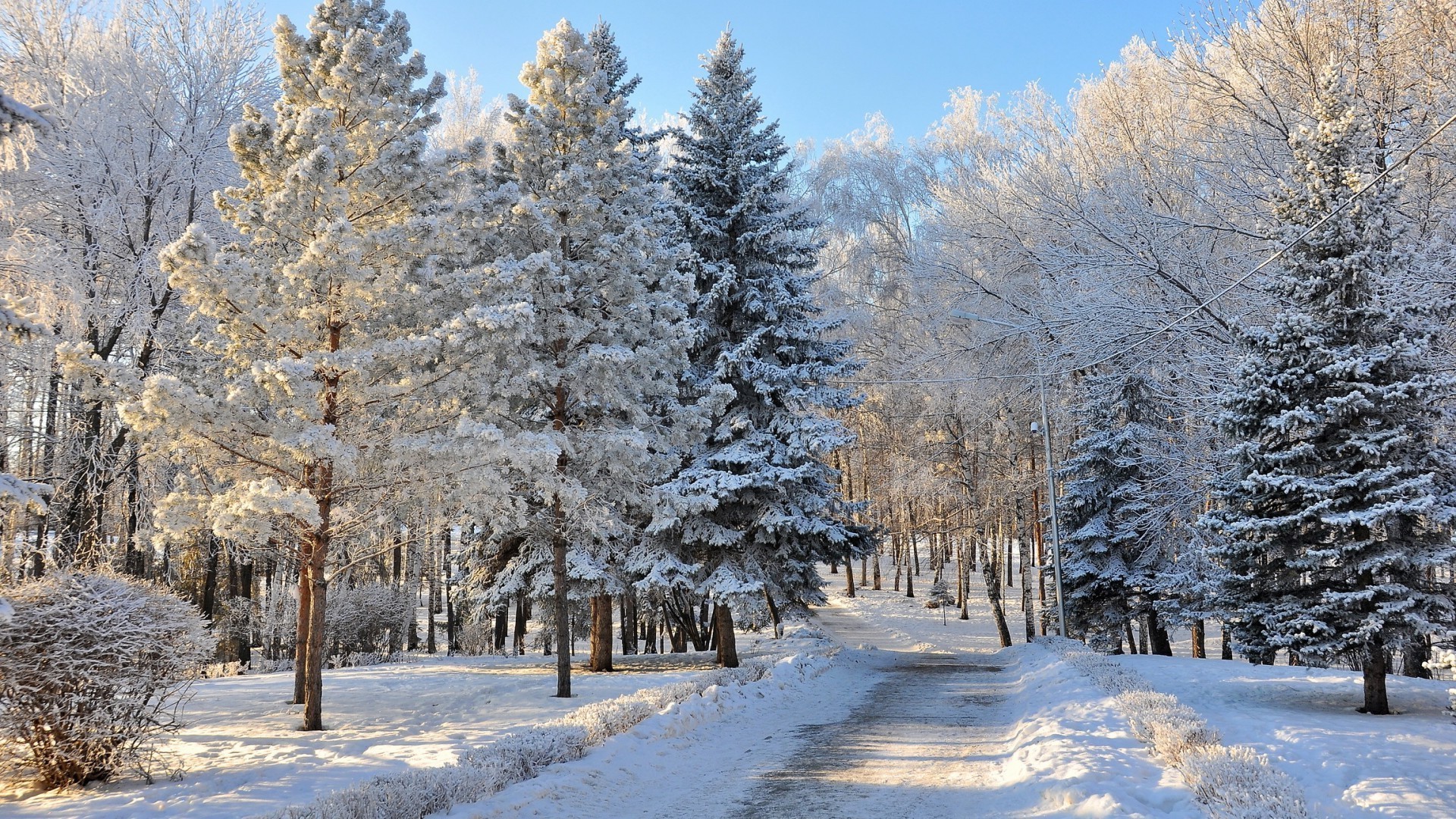雪 冬天 霜 冷 木材 树 冻结 景观 冰 季节 风景 天气 分支 好天气 场景 农村 白雪公主 自然 松树