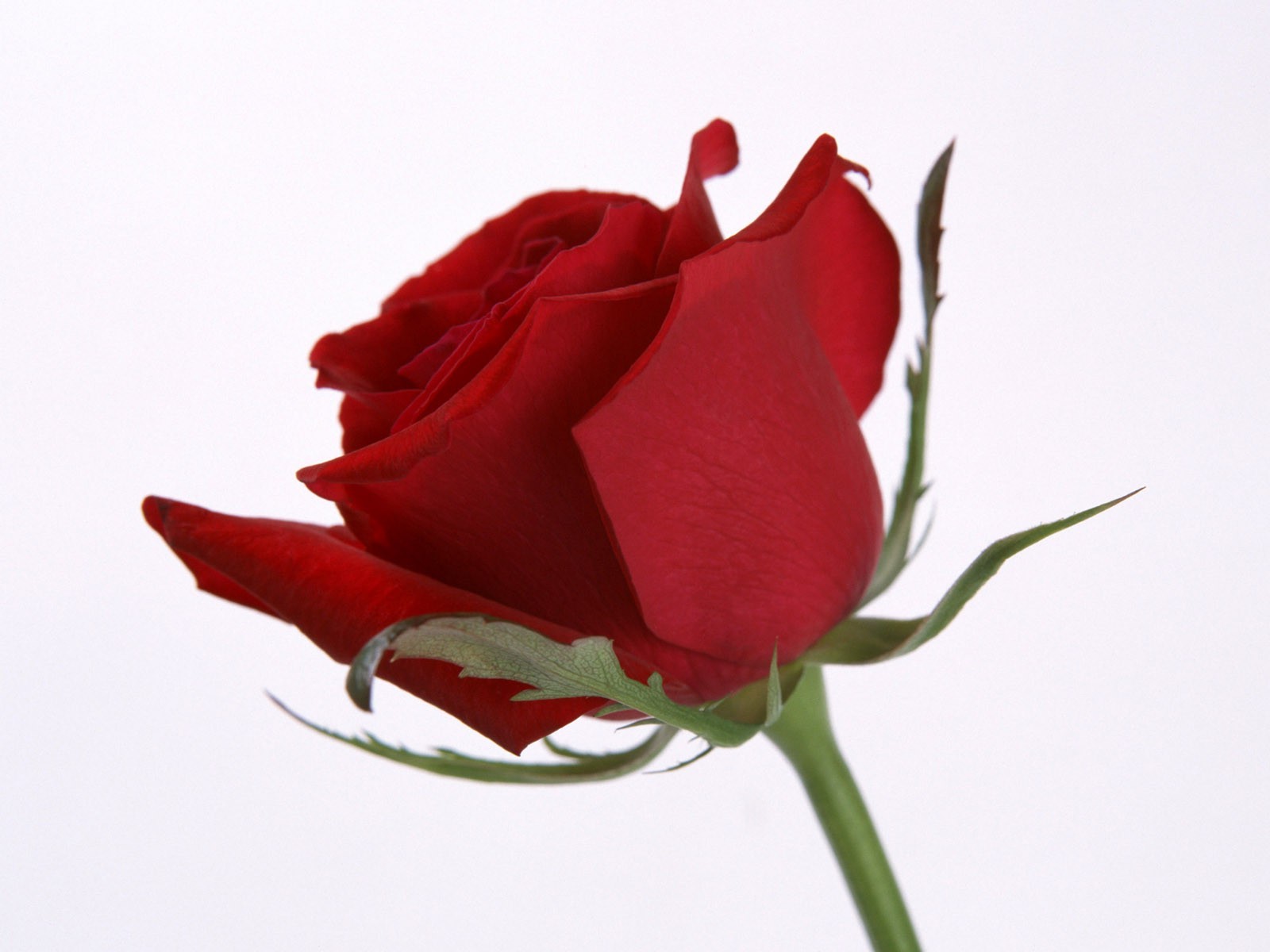 花 玫瑰 爱情 浪漫 自然 花卉 婚礼 礼物 花瓣 植物 周年纪念 花束 叶 好友 浪漫 颜色 夏天 盛开 生日