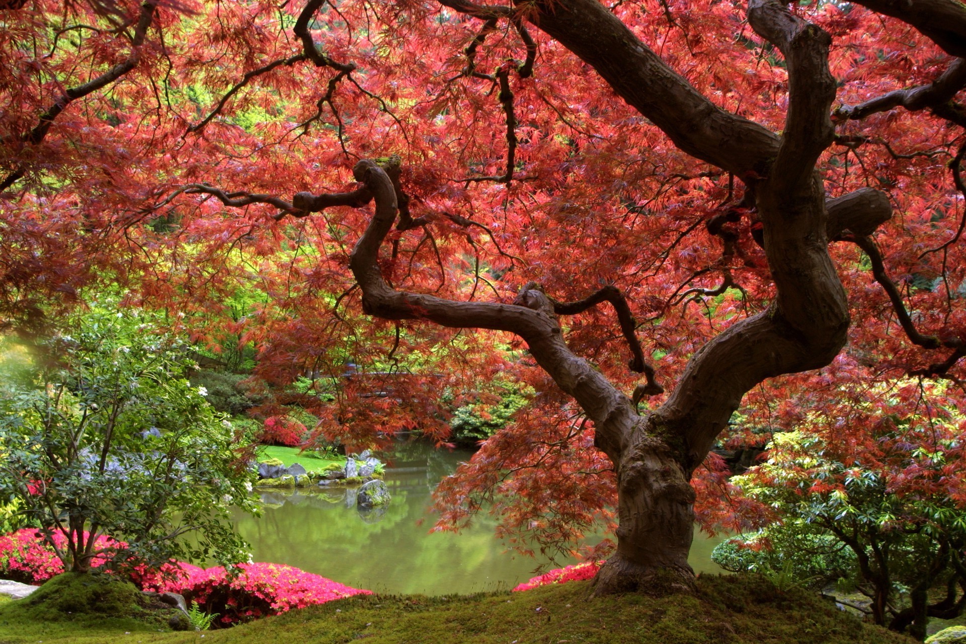 树 叶 秋 公园 枫树 树枝 自然 季节 景观 木材 花园 户外 颜色 花卉 植物群 环境 风景