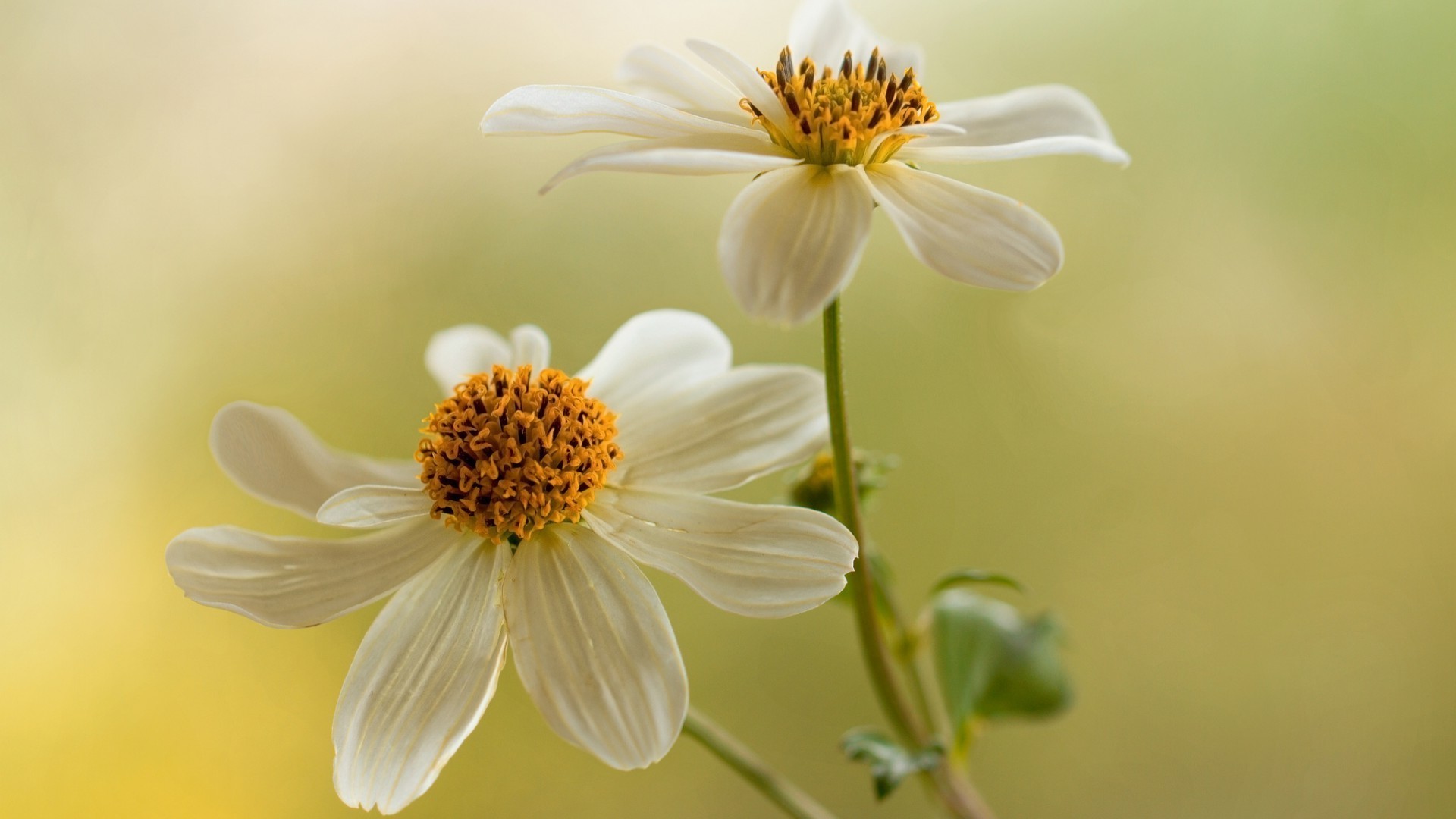 自然 花 植物区系 夏天 叶 花园 花卉 增长 明亮 花瓣