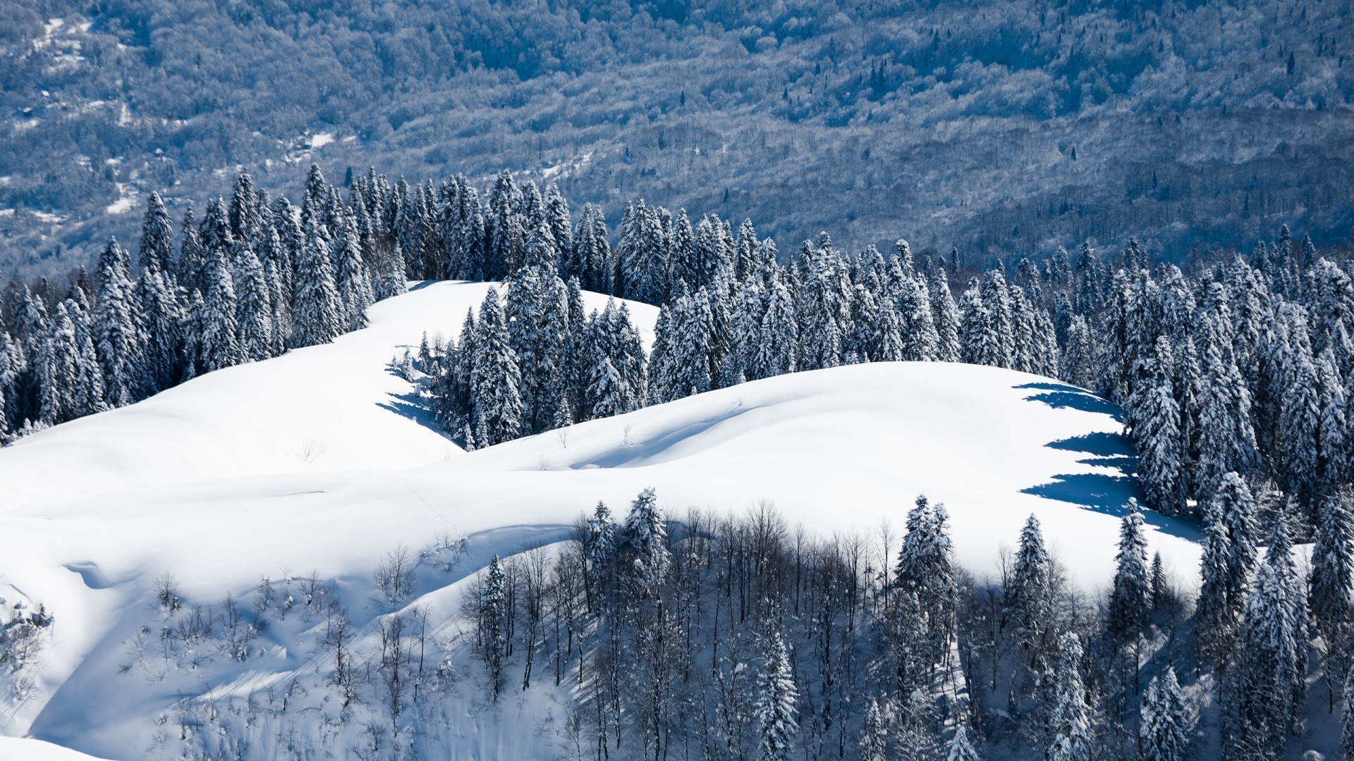 雪 冬天 山 冷 木材 风景 冰 雪 霜 景观 山峰 山 度假村 高山 冰冻 常绿 树木 天气