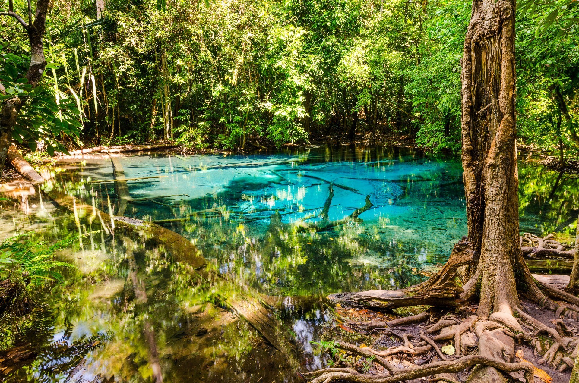 水 木头 自然 树 叶子 夏天 旅行 热带 风景 公园 河 植物群 美丽 室外 环境 丛林 风景 湖 反射