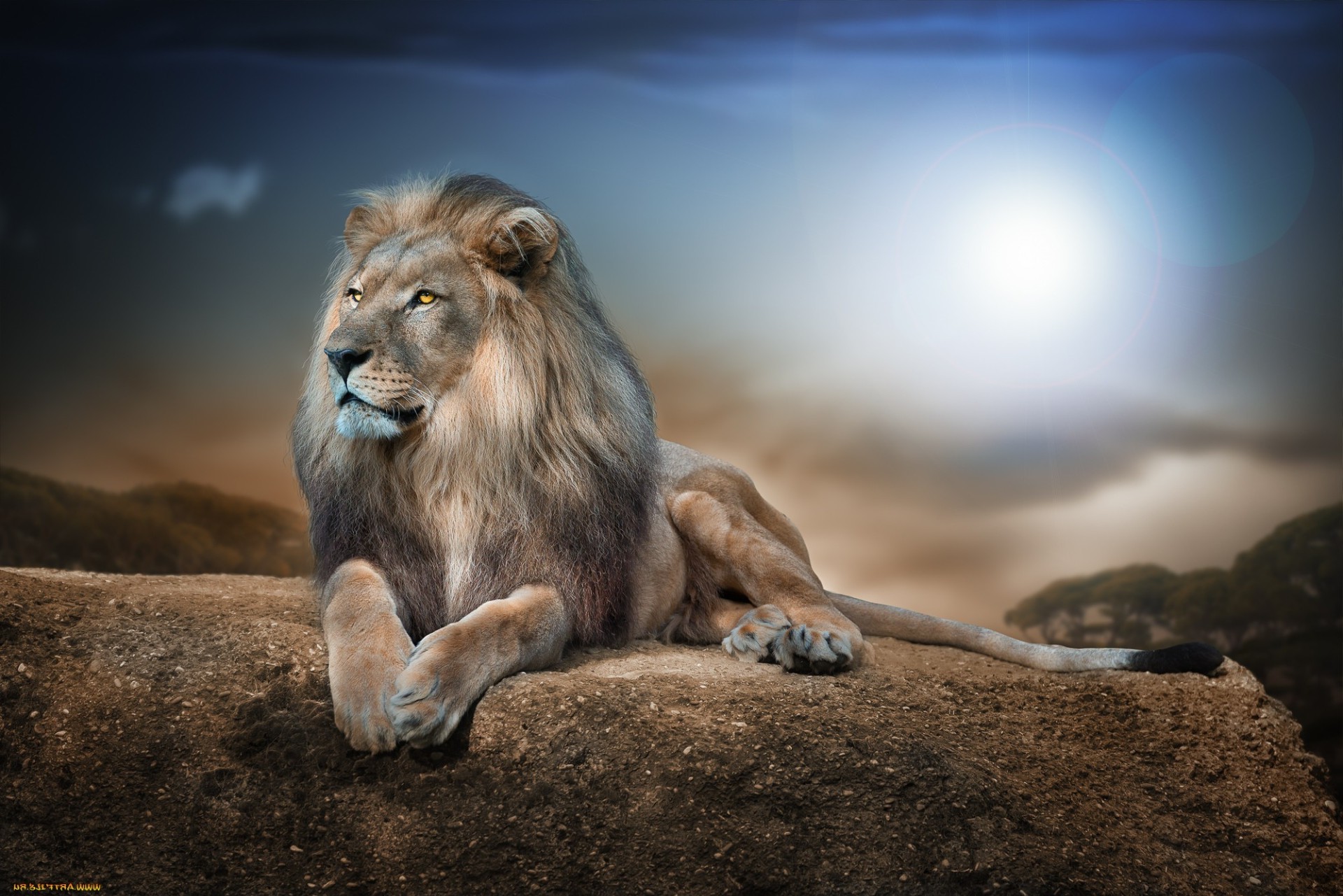 哺乳动物、狮子、野生动物