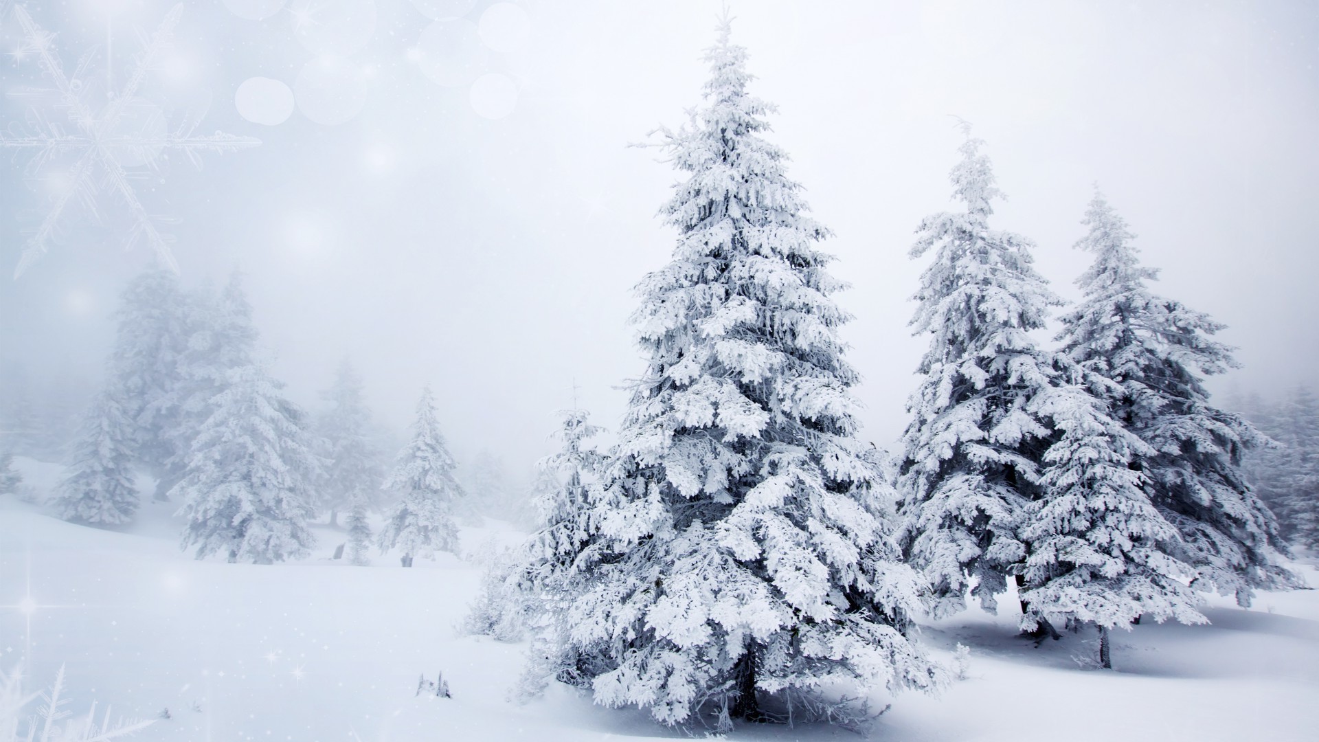 雪 冬天 霜冻 寒冷 冰冻 冰 木材 树 天气 季节 圣诞节 松树 雪 霜冻 暴风雪 冷杉 景观 云杉