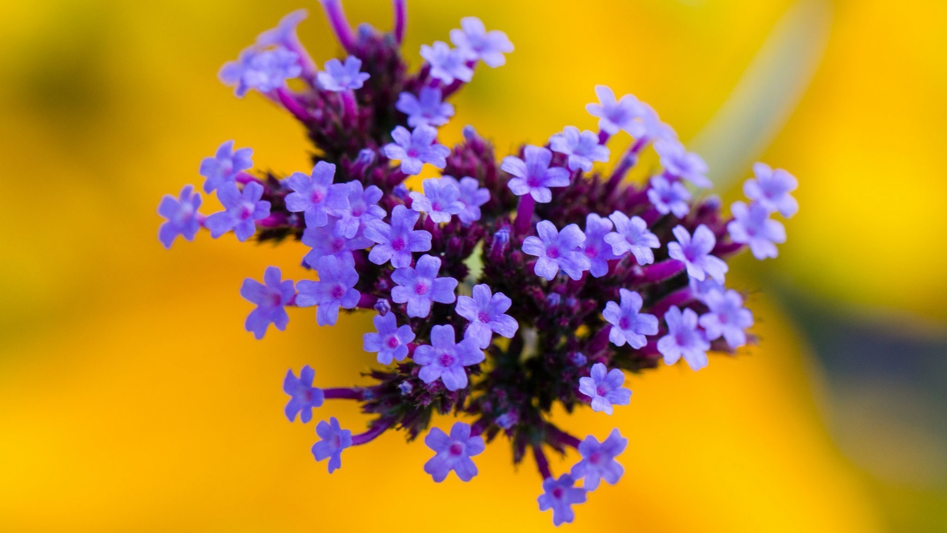 花 自然 植物 花 模糊 花园 夏天 叶 颜色 盛开