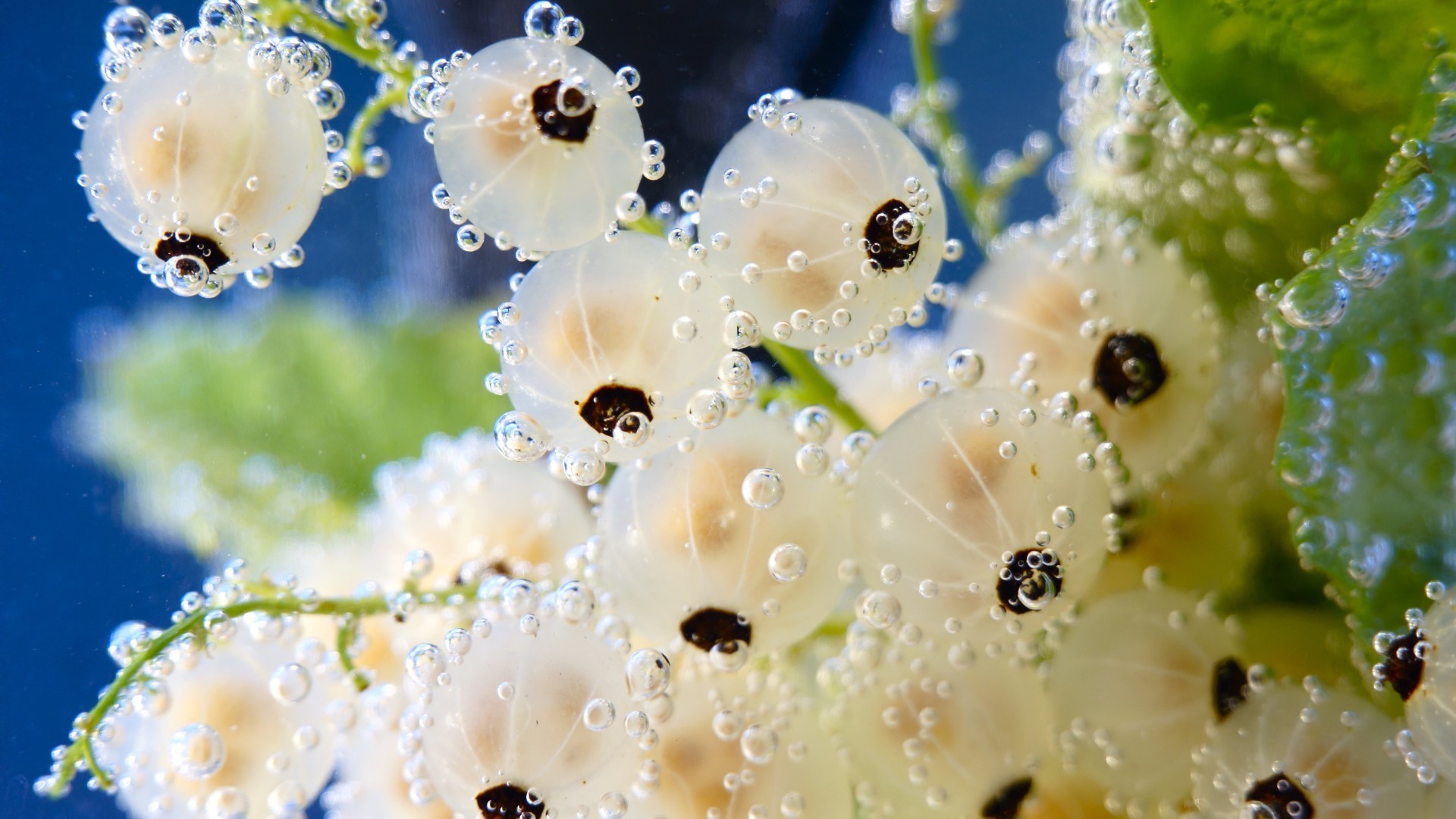 自然 花 雨 秋天 装饰 露水 水 夏天