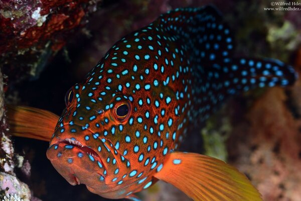 美丽的斑点鱼在水族馆