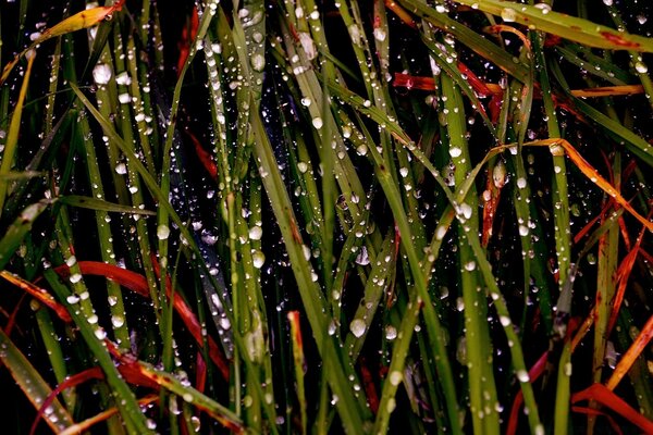 以雨为主题的微距摄影