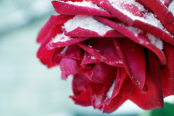 洒满雪的红花