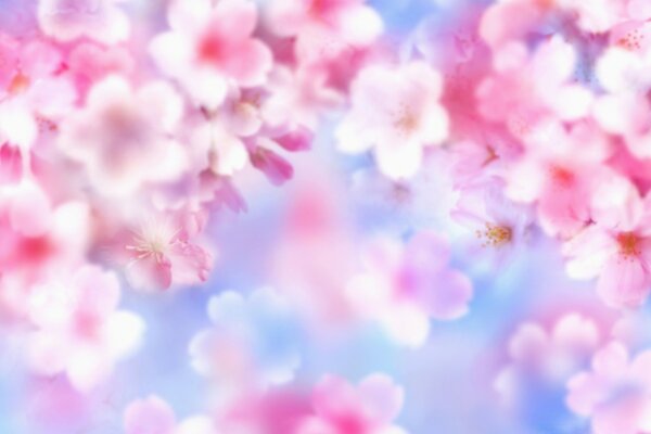 精致的粉红色花朵。 模糊化