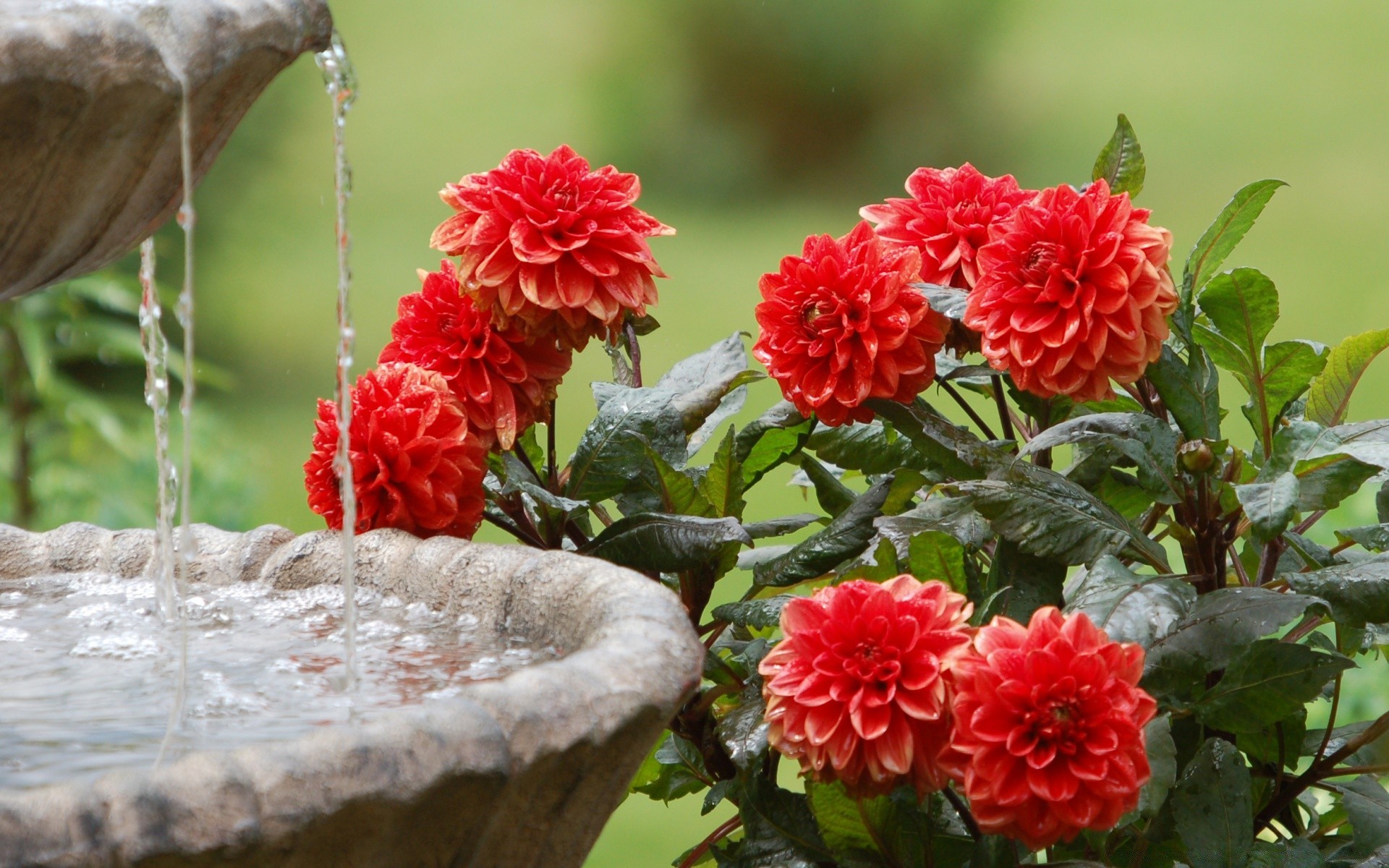 花 自然 花园 花 植物 叶 夏天 花 盛开 户外 颜色 特写 美丽 玫瑰 头 花瓣