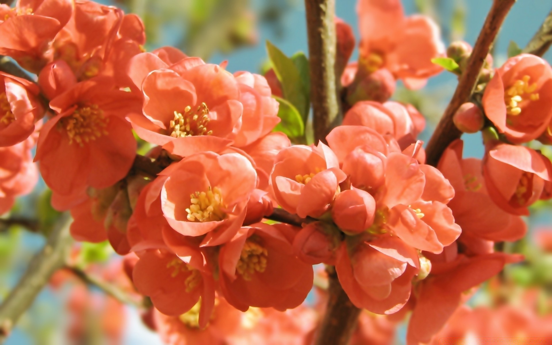 花 自然 花 枝 花园 植物 树 叶 户外 生长 开花 季节 夏天 明亮 花瓣 樱桃 特写