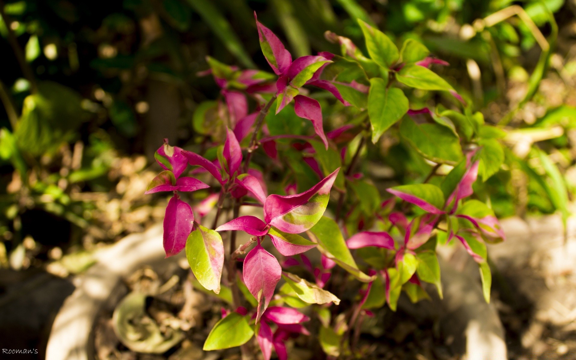 花 叶 自然 花园 花 植物 颜色 特写 生长 树 公园 夏天 季节 美丽 盛开 花 明亮 户外 植物