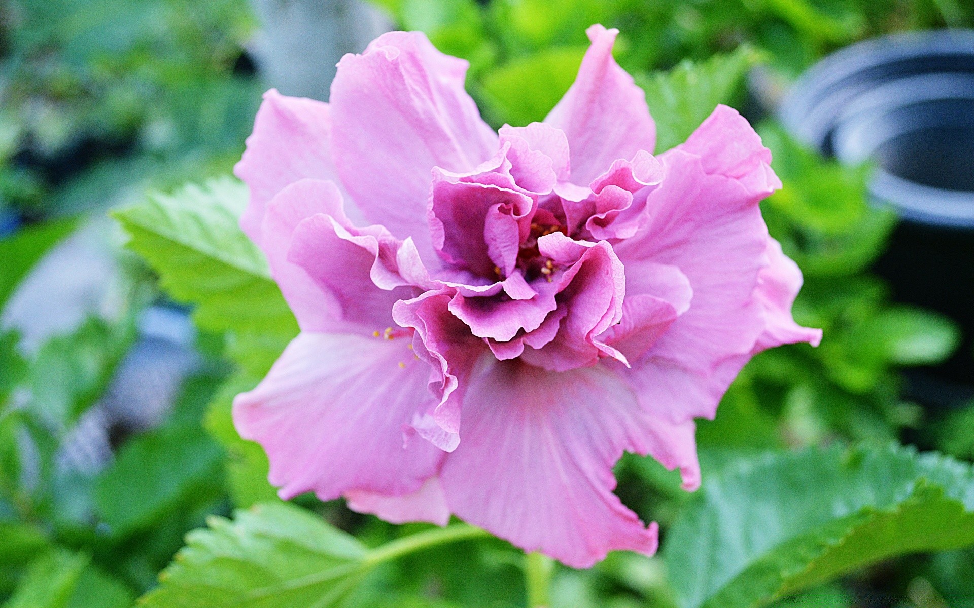 花 植物 叶 自然 花 花园 夏天 开花 生长 花瓣 花卉 特写 户外 明亮 颜色 美丽 玫瑰
