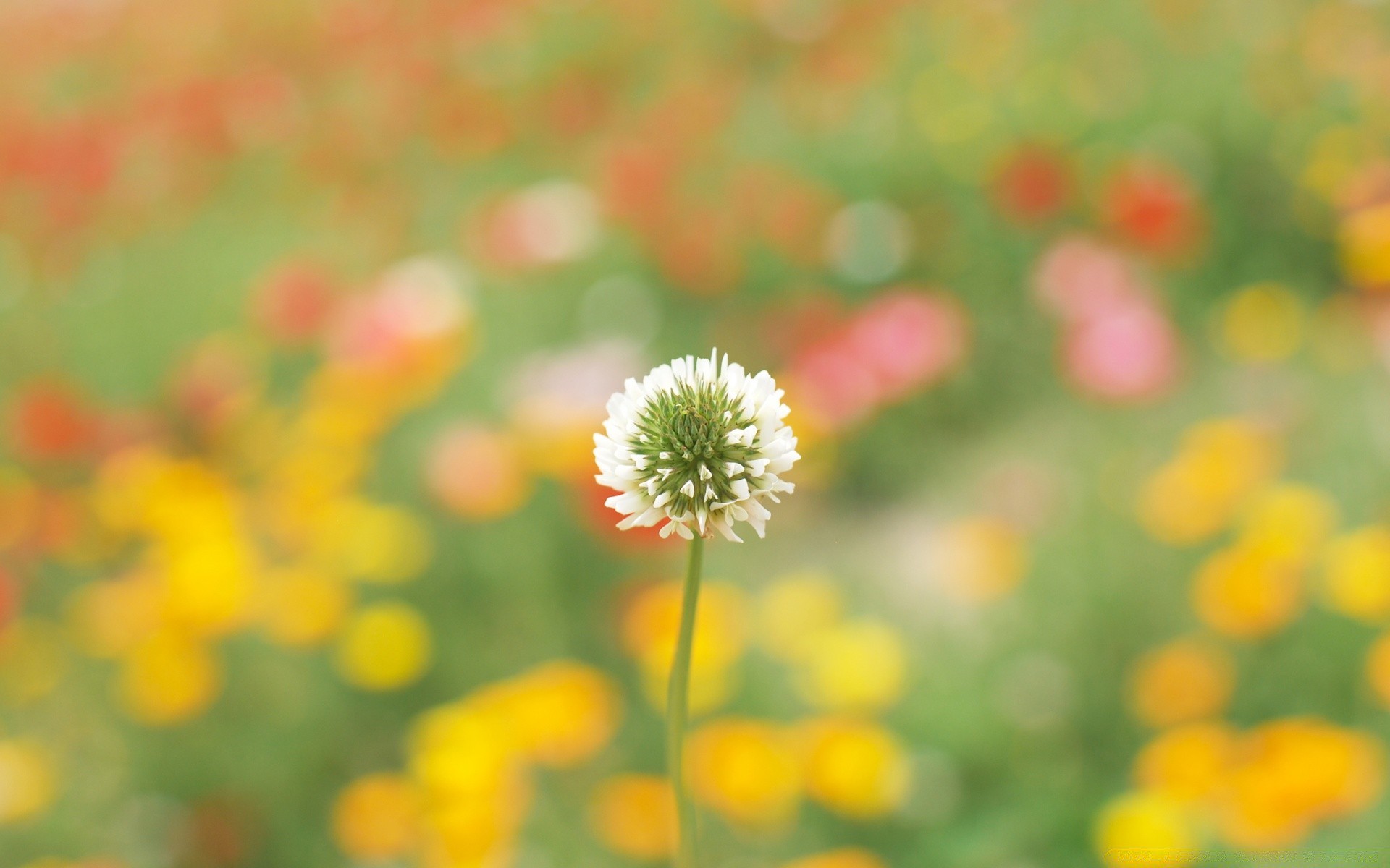 花 自然 花 夏天 植物 田野 生长 叶 明亮 干草 户外 好天气 草 颜色 季节 乡村 花瓣 花园 盛开 花