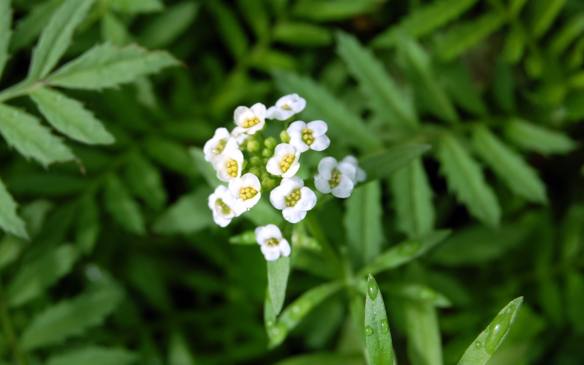 花 叶 植物 自然 特写 花园 生长 夏天 环境 花