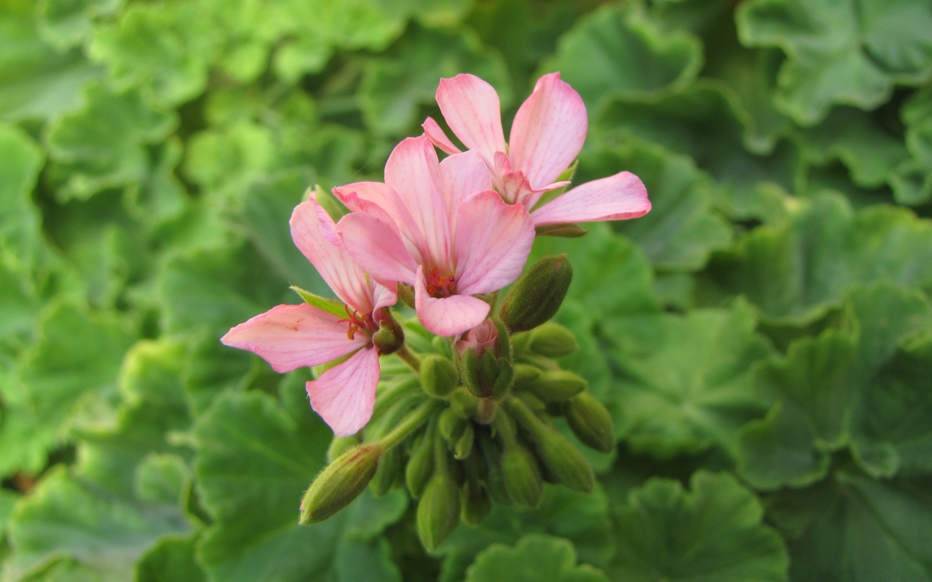 花 自然 植物群 花 叶 花园 夏天 特写 开花 花卉 户外 花瓣 生长 颜色