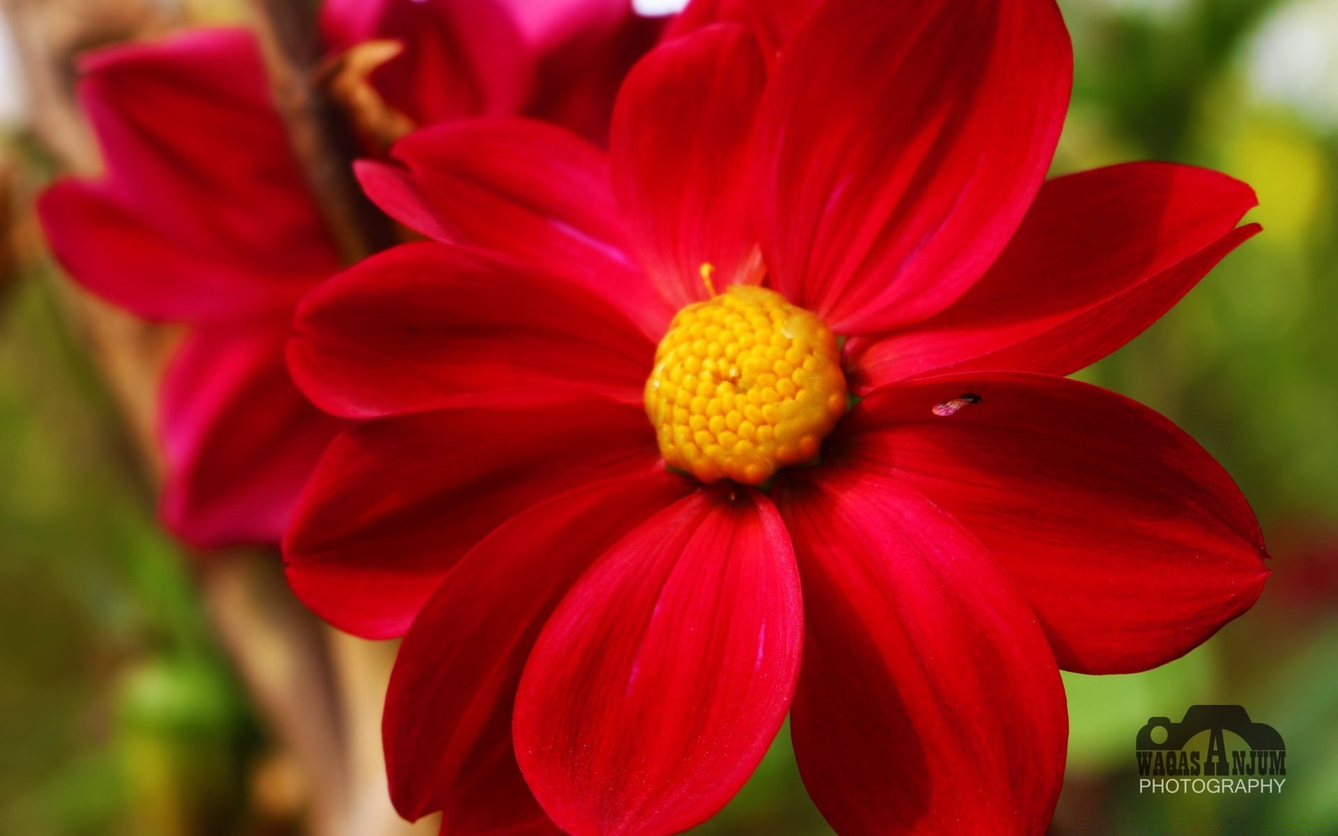 花 自然 植物群 花 夏天 花园 明亮 叶 颜色 生长 季节 花瓣 户外 特写 盛开