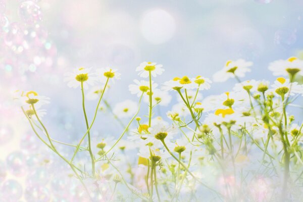 在蓝色背景与亮点字段雏菊