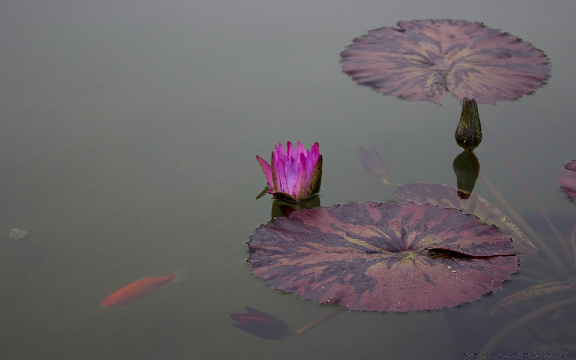 花 水 自然 花 户外 湖泊 日光 游泳池