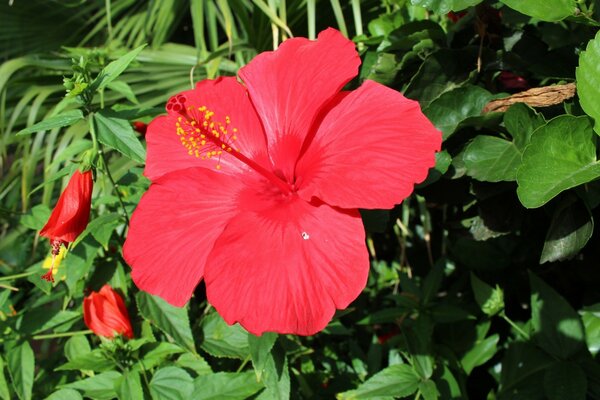 Flora桌面壁纸