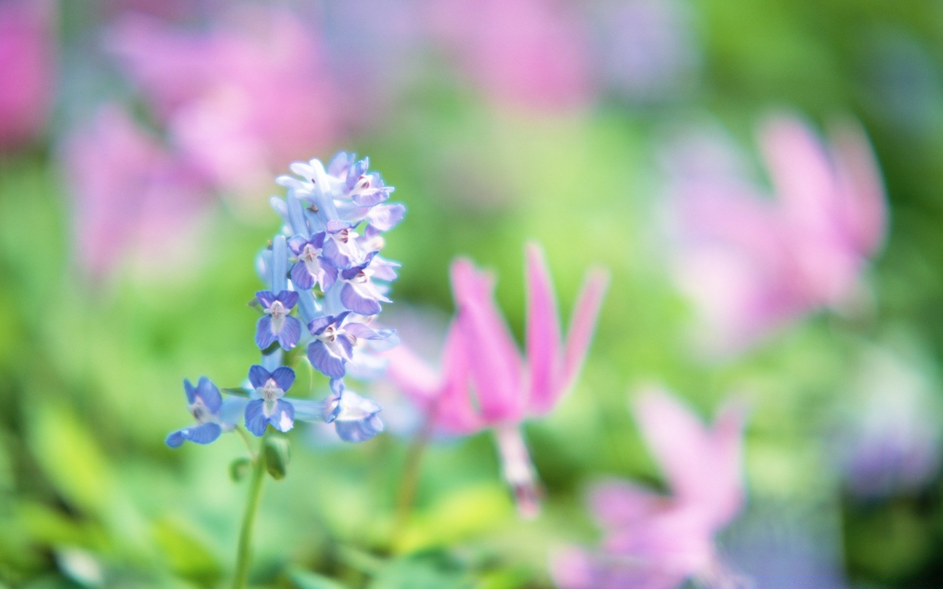 花 自然 花 夏天 植物 花园 生长 叶 户外 草 田野 明亮 公园 干草 花 花瓣 好天气 开花 颜色 季节