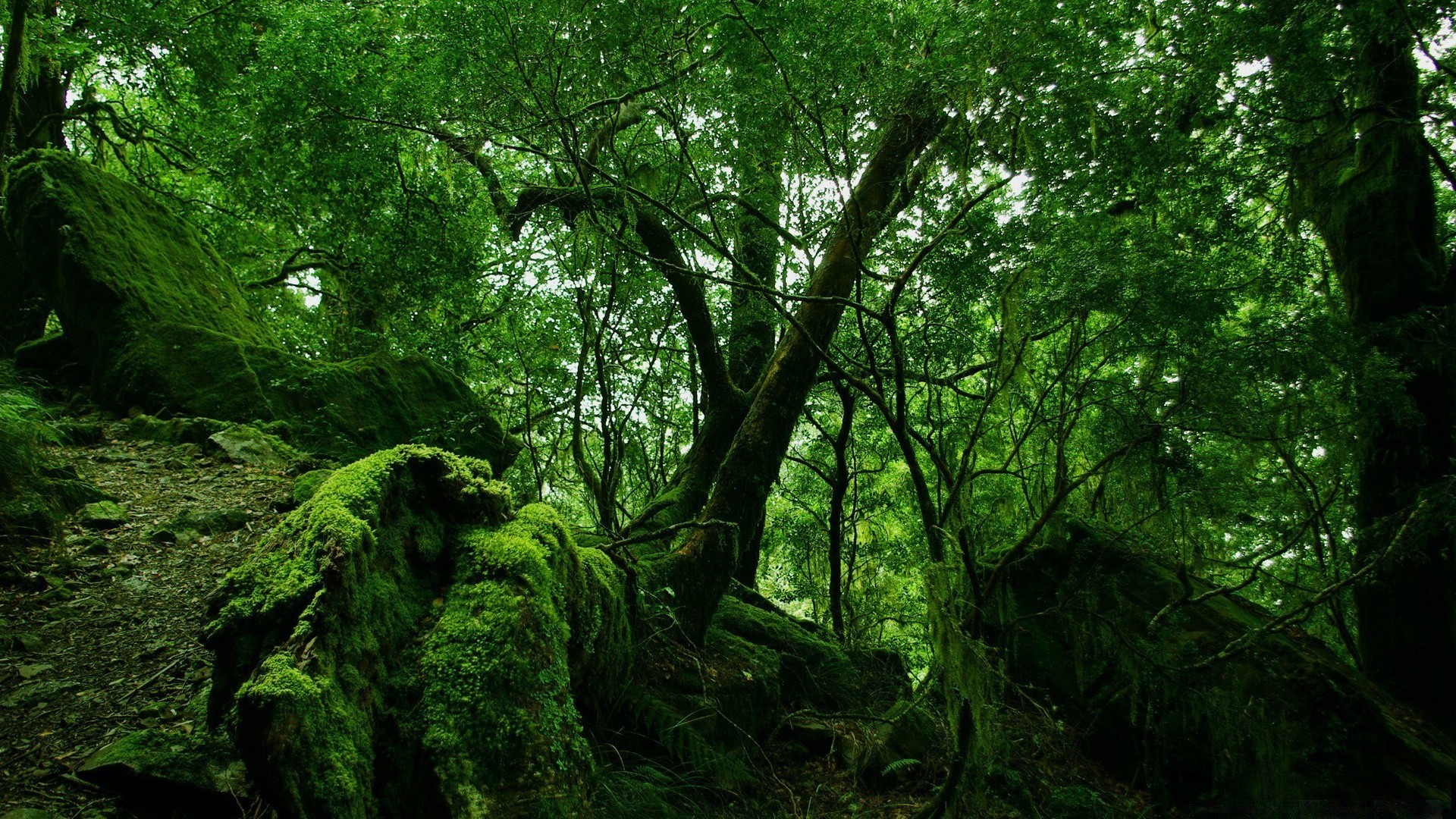森林 木材 树木 景观 树叶 自然 环境 公园 郁郁葱葱 苔藓 树干 日光 树枝 风景 生长 好天气 植物群 黎明 户外 雾