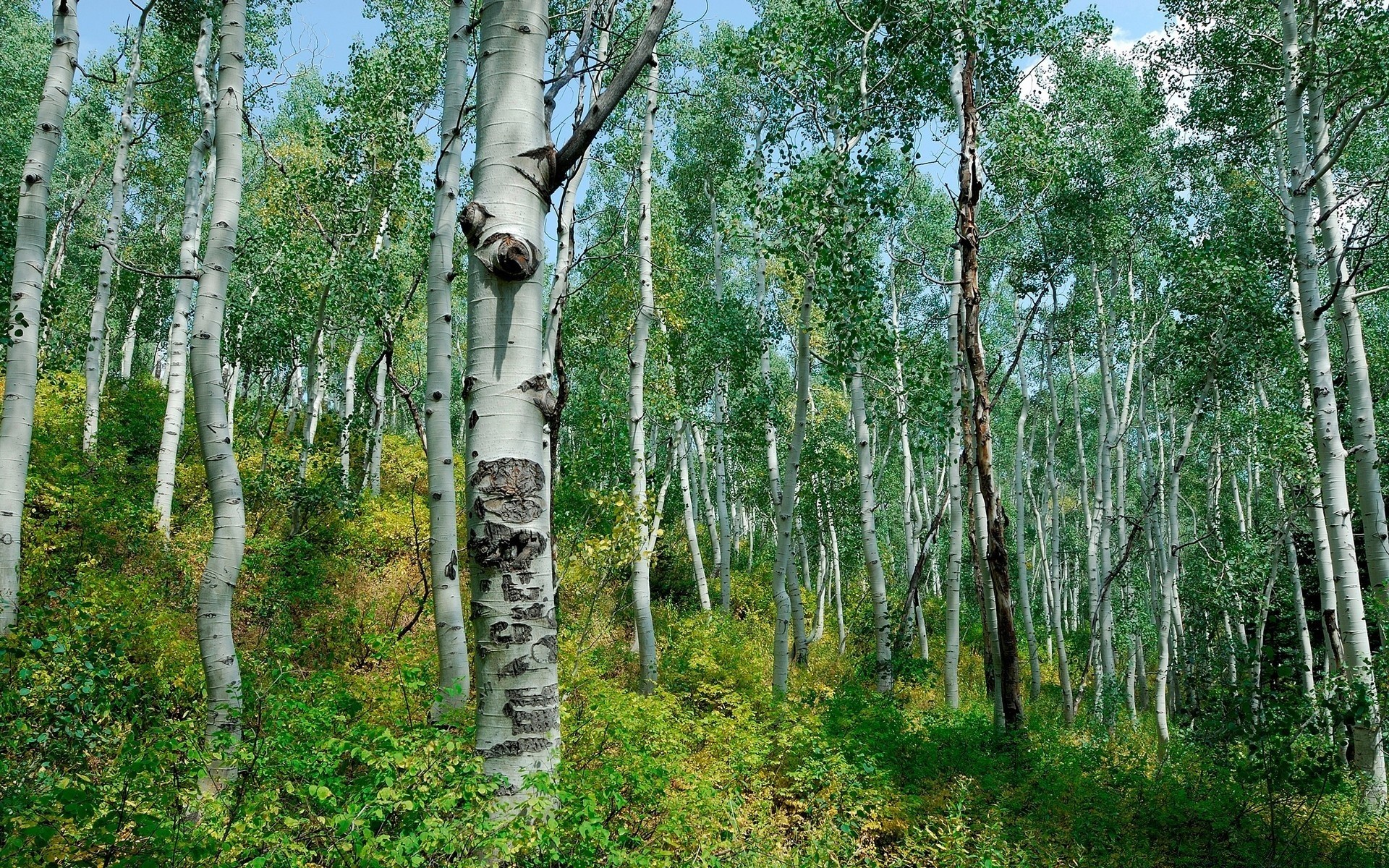 森林 木材 树木 自然 桦木 景观 环境 叶 植物 树干 树枝 树皮 农村 夏季 户外 公园 好天气 季节 乡村 郁郁葱葱