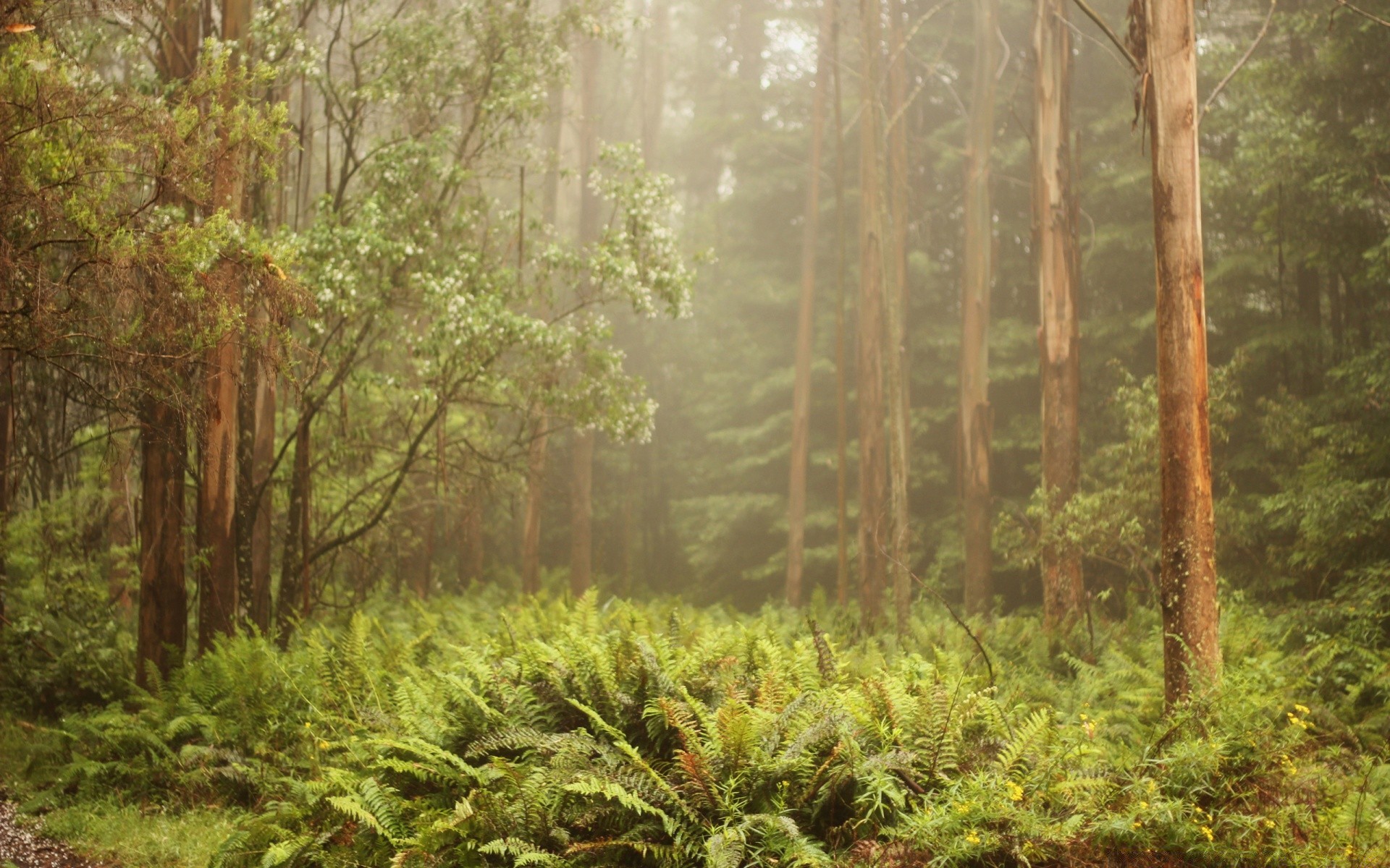 森林 木材 树 自然 景观 叶 植物群 环境 风景 公园 黎明 户外 雨林 郁郁葱葱 季节 夏天 景观 野生 增长 旅游