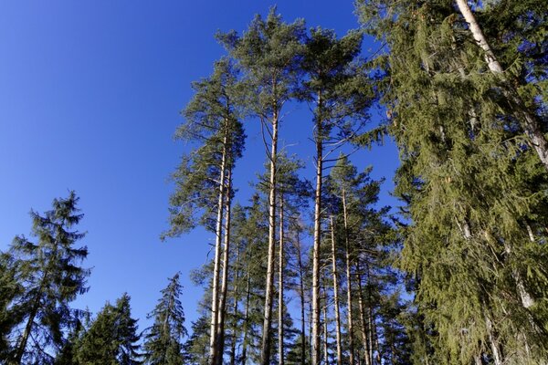 大自然在夏天开放的天空下