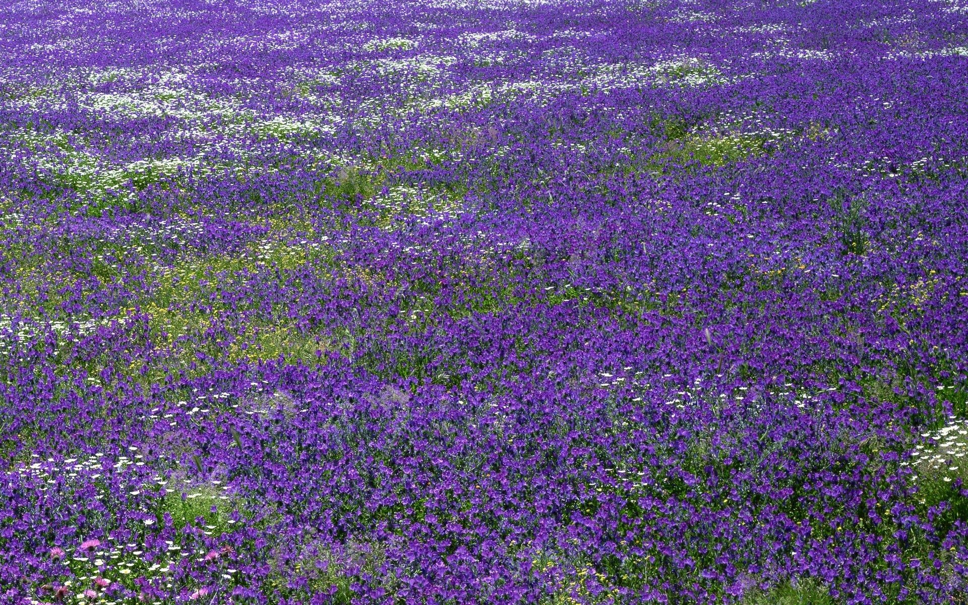 景观 花卉 植物群 自然 领域 haymaking 花卉 农村 夏天 户外 花园 叶 增长 开花 景观 紫罗兰色 颜色 农业 农村 草