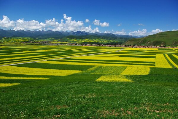 绿色田野，夏季自然景观