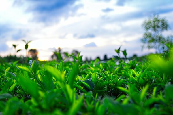 绿草蓝天