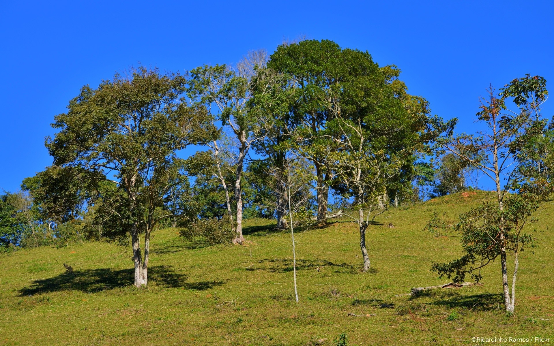 景观 树 景观 自然 草 木材 天空 户外 夏天 农村 农村 干草制作 植物群 环境 风景 公园 奇观 国家 领域 好天气