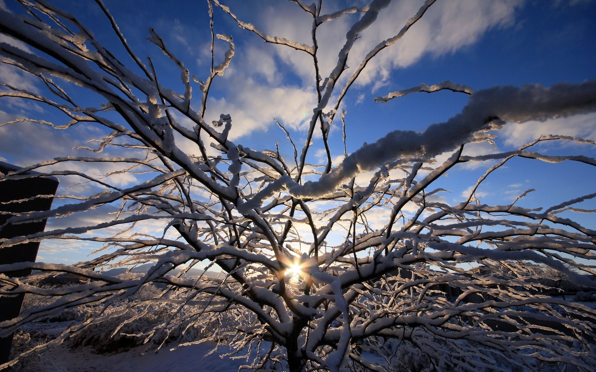 冬天 树 景观 雪 自然 天空 霜 冷 分支 季节 黎明 木材 太阳 好天气 天气 光 户外 冰 明亮