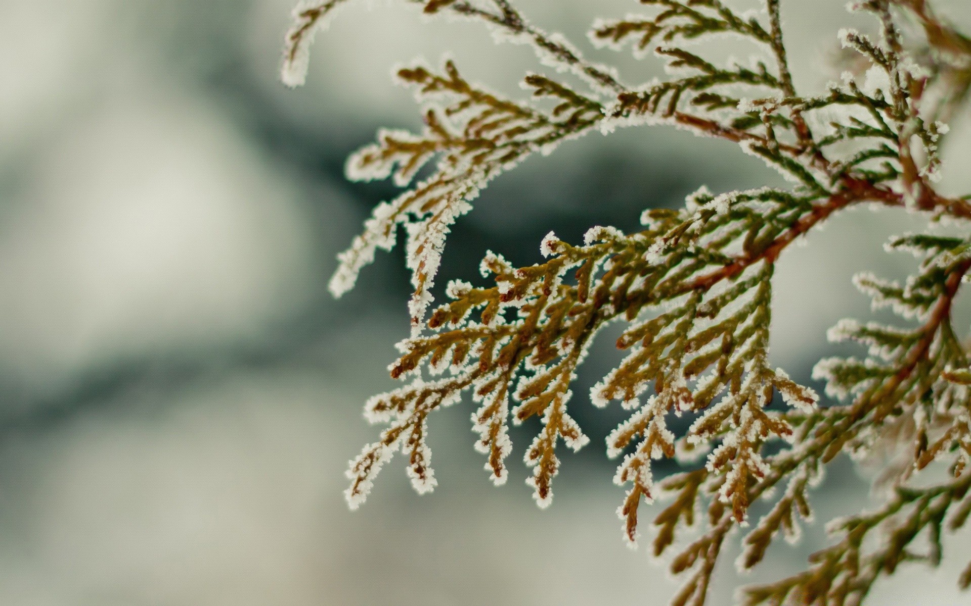 冬天 树 自然 树枝 霜冻 户外 圣诞节 模糊 植物群 叶子 季节 雪 特写 装饰 桌面 明亮 日光 木材 颜色