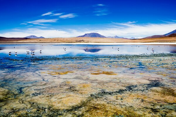 鸟在水中在美丽的风景